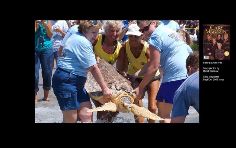 Setting turtles free