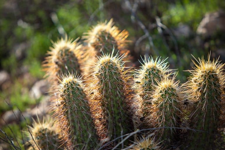 A walk with the Sampsons: Scottsdale, Arizona