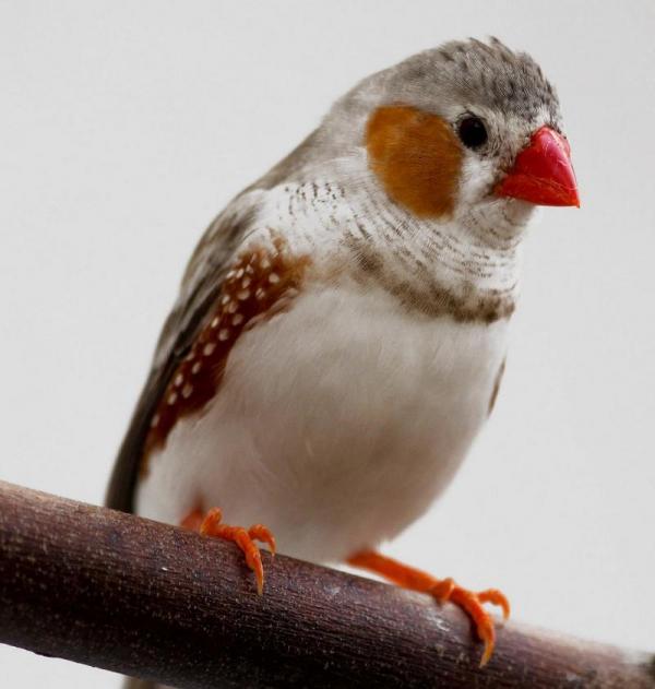 How to care for a Zebra Finch