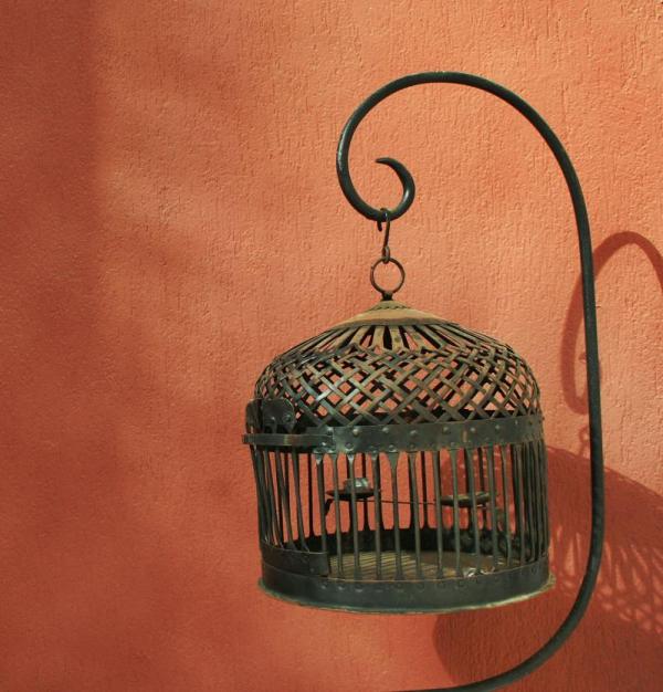 How to choose a cage for birds