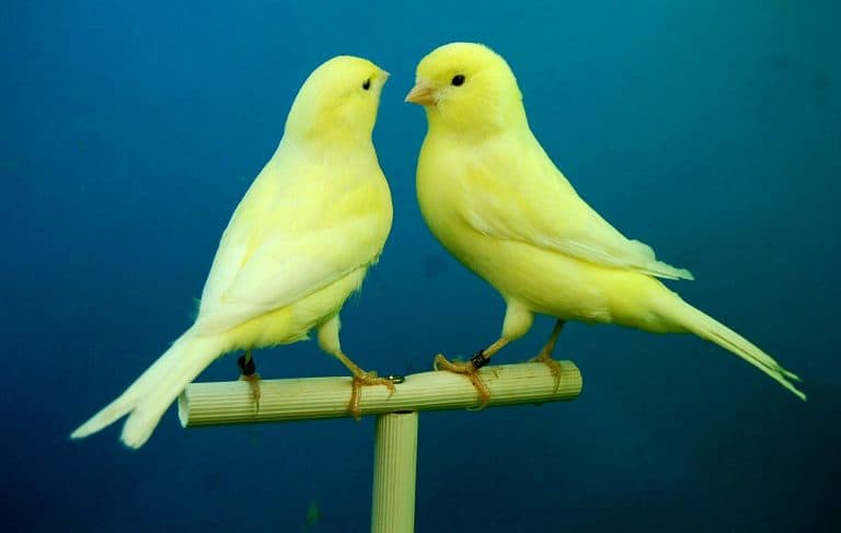 a pair of canaries